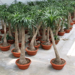 Piante Da Interno Euphorbia Eritrea Altezza 120 Cm Vaso 24 X 24 riguarda piante da appartamento destinato a Incoraggiare davvero - udpreferred